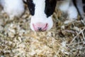 Black-and-white cow`s nose and chewing mouth close-up. Farm animals Royalty Free Stock Photo