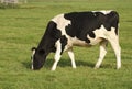 Black and white cow Royalty Free Stock Photo