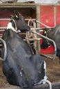 Black and white cow sits in stable