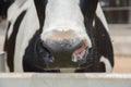 Black and white cow snout Royalty Free Stock Photo