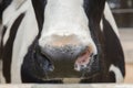 Black and white cow snout Royalty Free Stock Photo