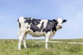 Black and white cow, standing on green grass in a meadow at Schiermonnikoog, heifer holstein and a blue sky Royalty Free Stock Photo