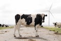 Black and white cow standing in the middle of a road Royalty Free Stock Photo