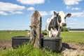 Black and white cow is standing next to a drinking trough in a green pasture Royalty Free Stock Photo