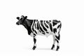 Black and white cow standing next to white wall with white background. Generative AI Royalty Free Stock Photo