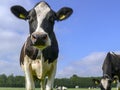 Black and white cow standing in a pasture under a blue sky. Royalty Free Stock Photo