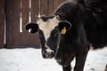 Black and white cow standing on the snow Royalty Free Stock Photo