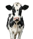 A black and white cow stands on a white background, looking at the camera Royalty Free Stock Photo