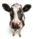 A black and white cow stands on a white background, looking at the camera Royalty Free Stock Photo