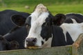 A black and white cow stands outside in its natural habitat near a fence