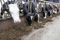 Black and white cow stands in stable and looks at camera while o Royalty Free Stock Photo