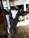 A black and white cow stands in a stall. Breed Black-and-white. A young cow attentively looks down and bends her head through the