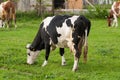 Black white cow on the street eats green grass.Black white cow in nature Royalty Free Stock Photo