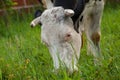 Black white cow on the street eats green grass.Black white cow in nature Royalty Free Stock Photo