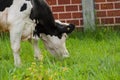 Black white cow on the street eats green grass.Black white cow in nature Royalty Free Stock Photo