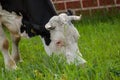 Black white cow on the street eats green grass.Black white cow in nature Royalty Free Stock Photo