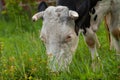 Black white cow on the street eats green grass.Black white cow in nature Royalty Free Stock Photo