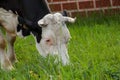 Black white cow on the street eats green grass.Black white cow in nature Royalty Free Stock Photo