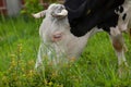 Black white cow on the street eats green grass.Black white cow in nature Royalty Free Stock Photo