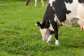 Black white cow on the street eats green grass.Black white cow in nature Royalty Free Stock Photo