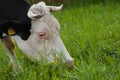 Black white cow on the street eats green grass.Black white cow in nature Royalty Free Stock Photo