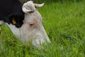 Black white cow on the street eats green grass.Black white cow in nature Royalty Free Stock Photo