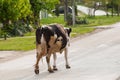 Black white cow on the street .Outdoor Royalty Free Stock Photo