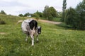 Black and white cow on a summer pasture.