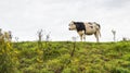 Black and white cow on top of a Royalty Free Stock Photo