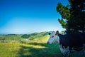 Black and white cow turning head to camera with green hills and meadows against a blue sky in the background. Hawkes Bay Royalty Free Stock Photo