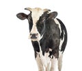 Curious cow walking and staring on white background Royalty Free Stock Photo
