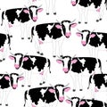 Black and White Cows Royalty Free Stock Photo