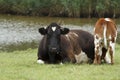 Black and white cow Royalty Free Stock Photo