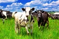 Black and white cows Royalty Free Stock Photo