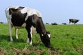 Black and white cows