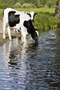 Black and white cows