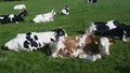 Cows lying on pasture and ruminating