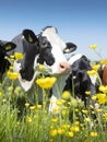Black and white cows come close to yellow spring flowers in dutch green grassy meadow under blue sky in holland