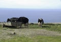 Black and white cows drinking water from a metal feeder on a highland dairy cow farm overlooking the Atlantic Ocean. On the island Royalty Free Stock Photo