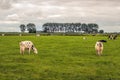 Black-and-white cows in a Dutch polder landscape Royalty Free Stock Photo