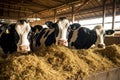 Black and white cows eating hay in a barn on a farm, Group of cows at cowshed eating hay or fodder on dairy farm, AI Generated Royalty Free Stock Photo