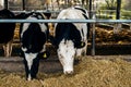 Black and white cows eating hay from feeding trough on the farm Royalty Free Stock Photo