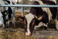 Black and white cows eating hay from feeding trough on the farm Royalty Free Stock Photo