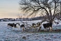 Cows Winter Farm Under Tree Royalty Free Stock Photo