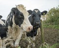 Black and white cows in a field