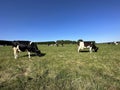 Black and white cows, in a field, on a sunny day on, Otter Lee lane, Sowerby Bridge, UK Royalty Free Stock Photo