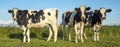 Black and white cows, Friesian Holstein, standing in a pasture under a blue sky on a sunny day Royalty Free Stock Photo