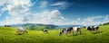 Black and white cows in a grassy field on a bright and sunny day Royalty Free Stock Photo