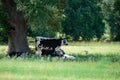 Black and white cows in a grassy field on a bright and sunny day. Cows eating lush grass on the green field. Royalty Free Stock Photo