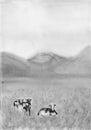 Black and white cows in a grassy meadow in The Netherlands. Rural Landscape with Pasturing Cows. Dairy animals at field.